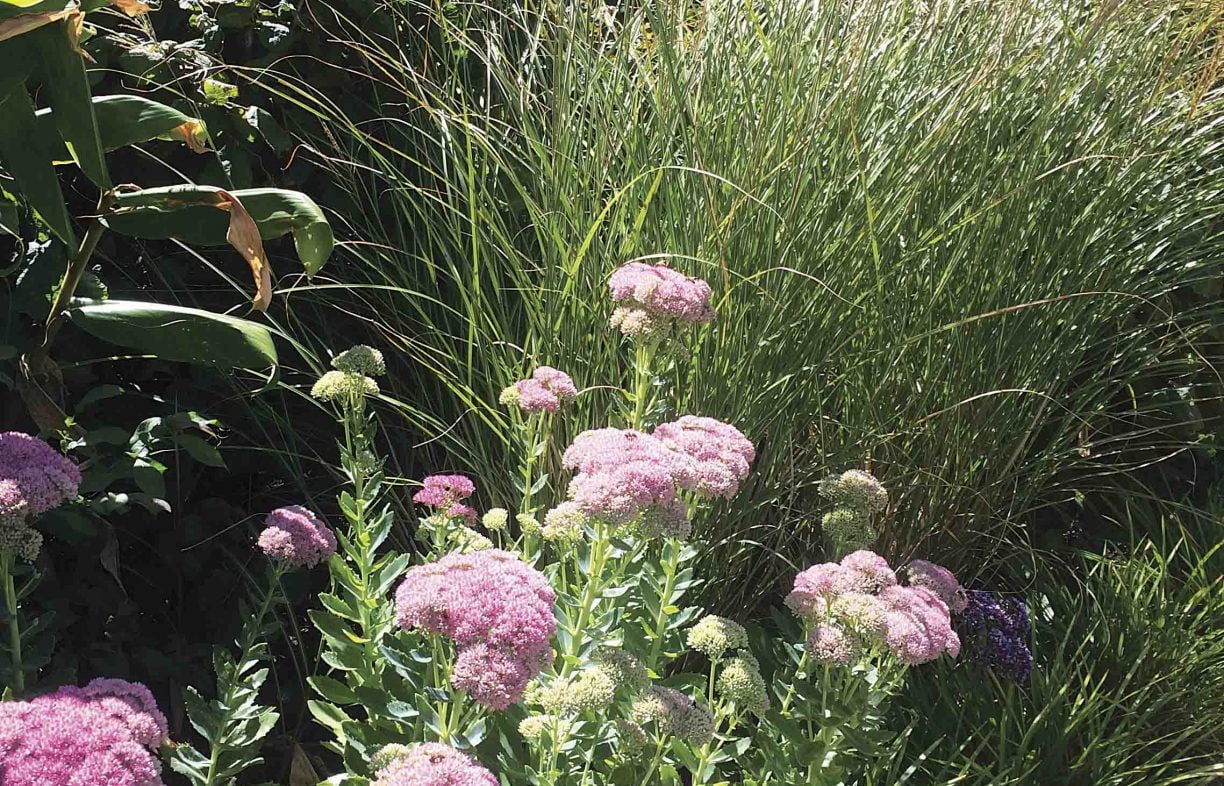 Pink-bunched flowers on long green stalks, surrounded by other bushy plants, and by a grassy plant behind.