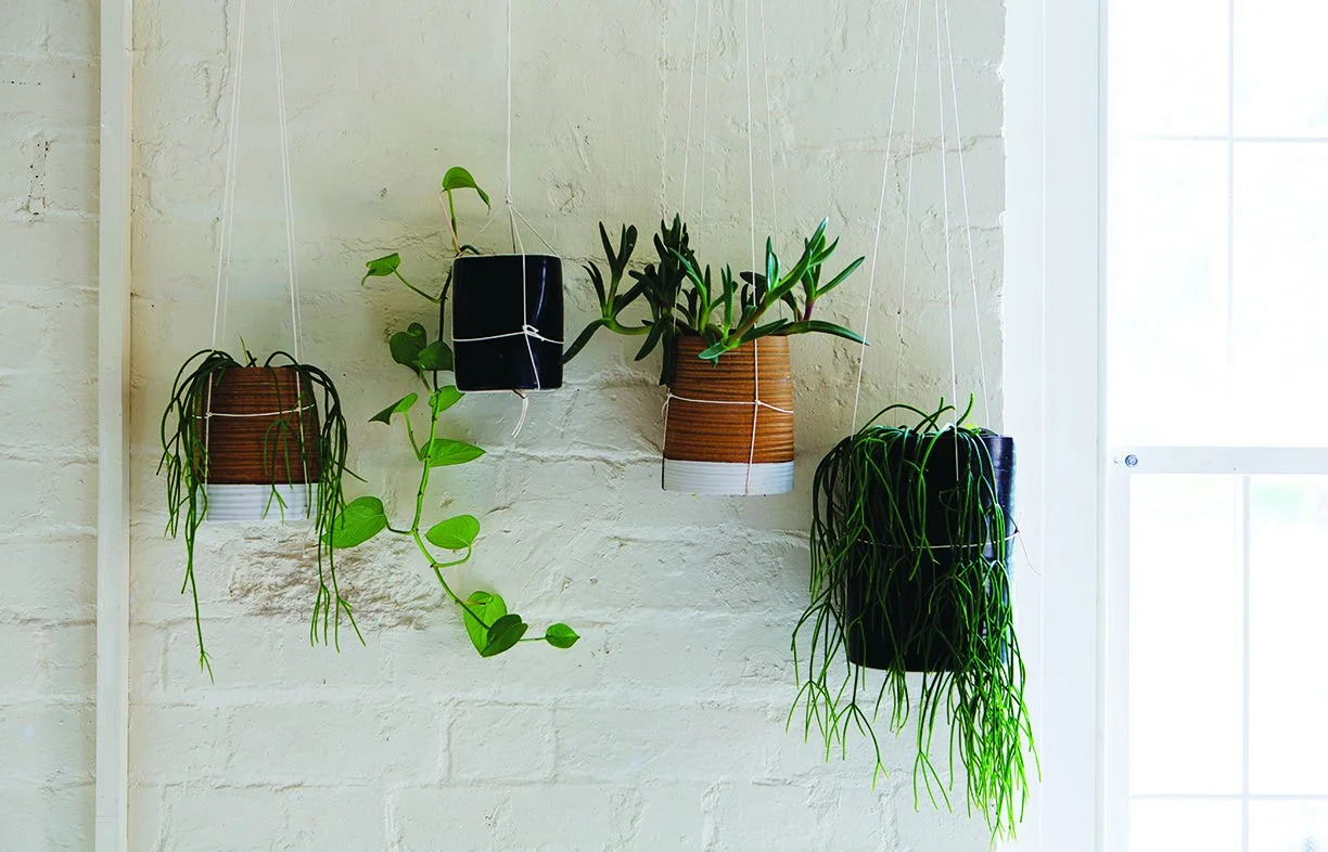 Indoor plants have been shown to make significant improvements to air quality, and to have
a positive impact on physical and mental wellbeing.