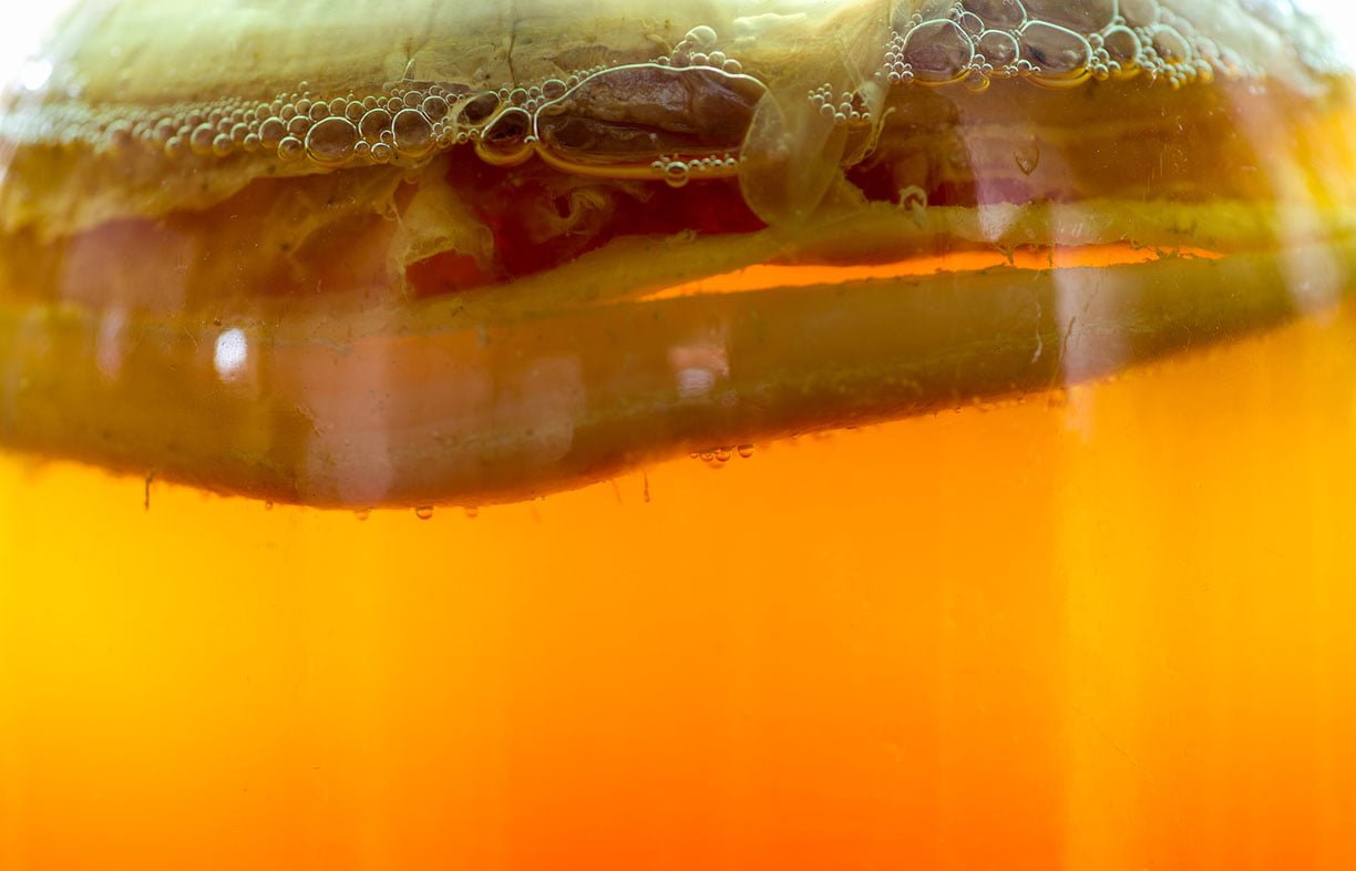 Kombucha scoby floating at the top of a jar filled with sweetened tea