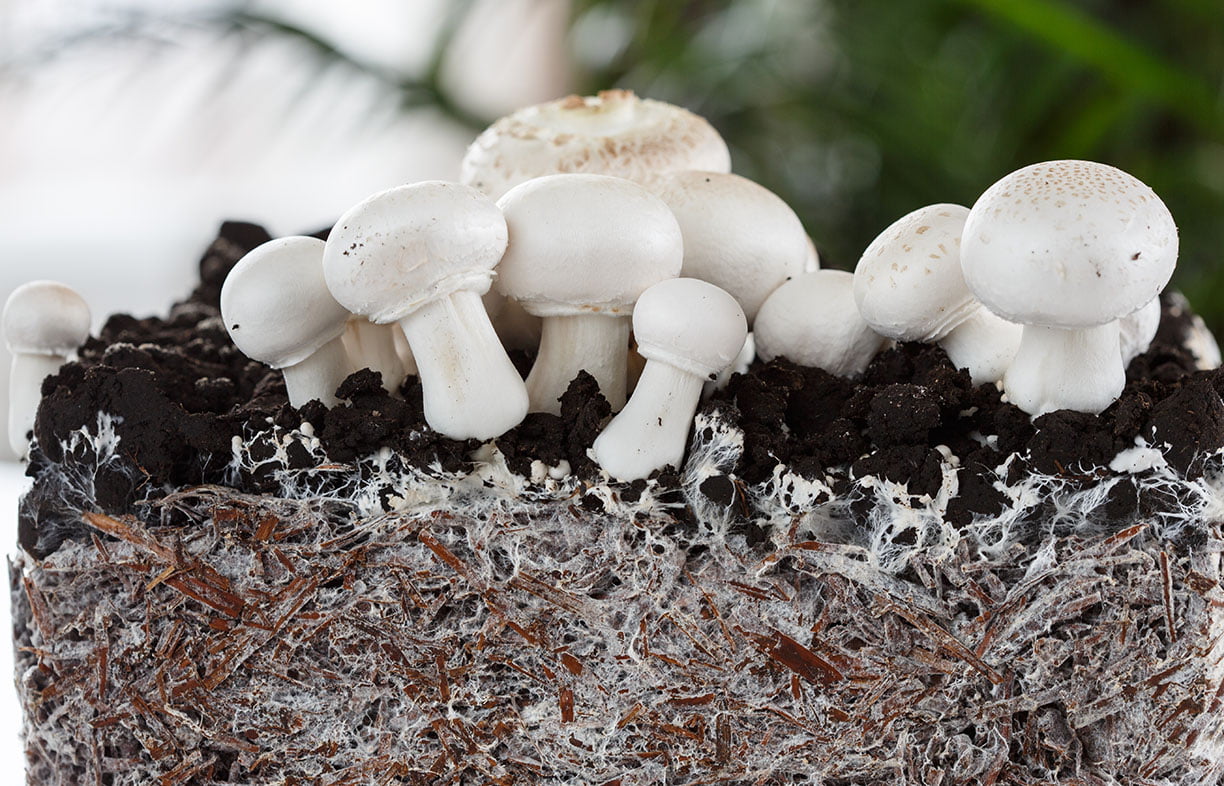 Homemade mushrooms and mycelium, champignon. Mushrooms growing.