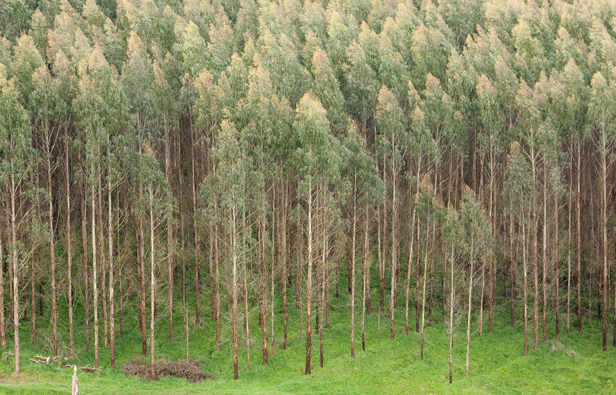 Shining gum plantation (Eucalyptus nitens) for logging.
