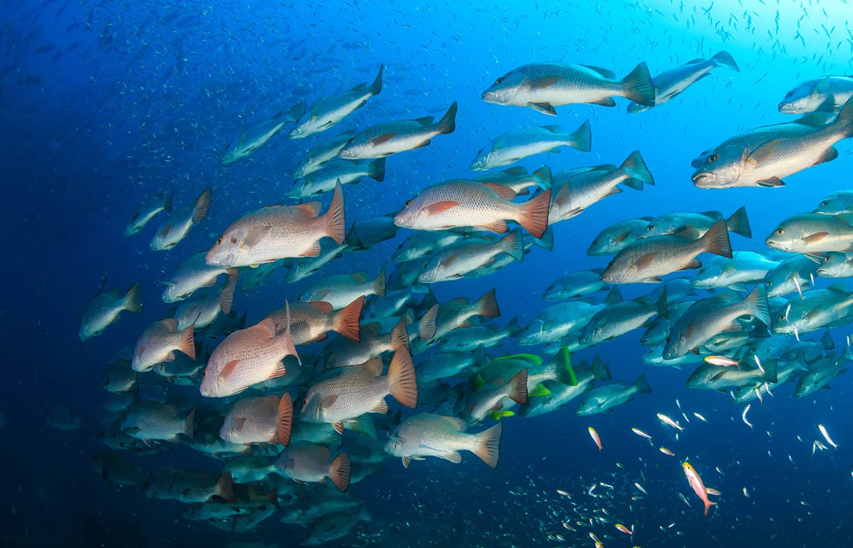 Trevally and Snapper hunting on a coral reef in Thailand