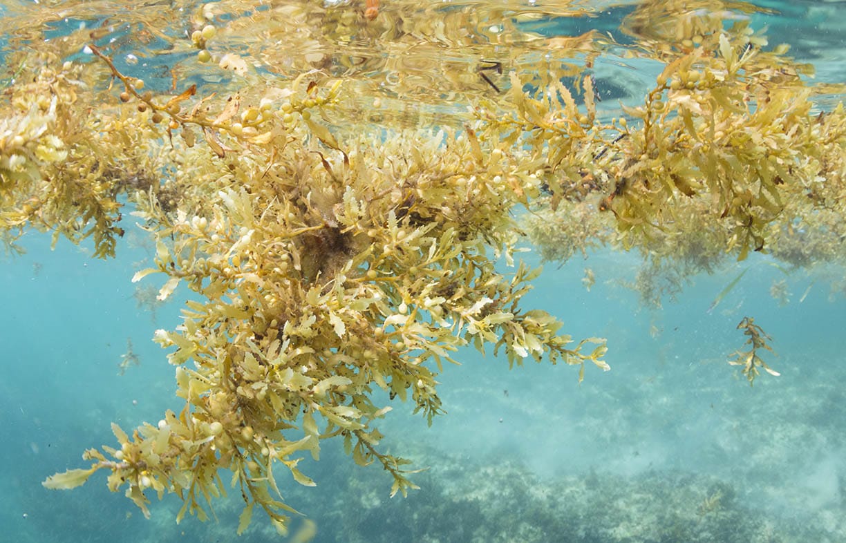 Underwater shot of large clumps of sargassum seaweed floating over a reef in the Caribbean Sea on Isla Mujeres, Mexico